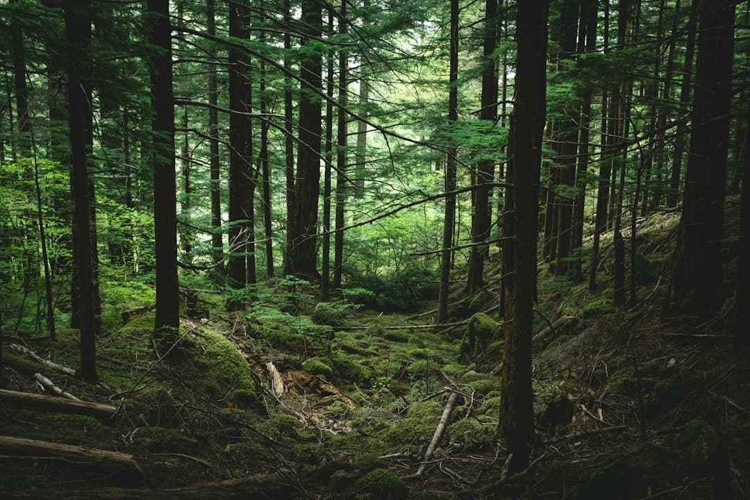 From Forest to Fork: How Native Ingredients Are Reshaping South American Cuisine