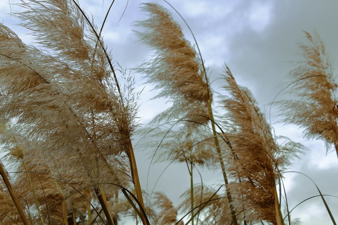 From the Pampas to the World: Argentine Food Culture Earns Global Recognition