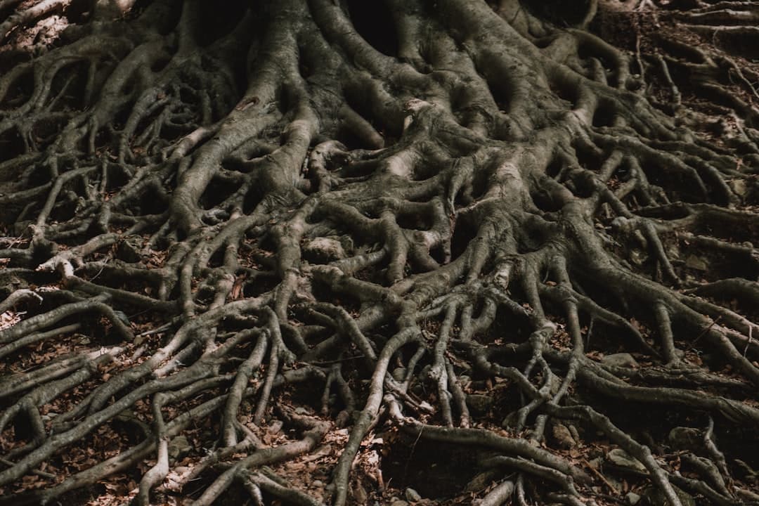 Roots and Resistance: How Mapuche Culture Continues to Define Chilean Identity